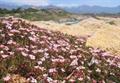 sea heath